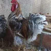 ویاندوت