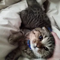 گربه نژاد اسکاتیش فولد تبی گلد