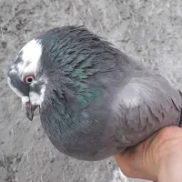 ۵ تاکفتر پرشی|پرنده|قرچک, میرزائی شمالی|دیوار