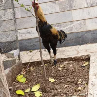 خروس لاری افقان