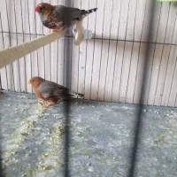 فنچ اروپایی فول اورنج، هاف اورنج