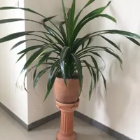 گیاه آپارتمانی