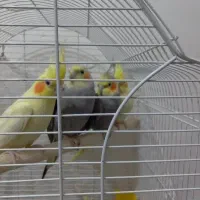 عروس هلندی سخنگوی جوان