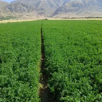 یونجه