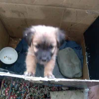 سگ خول|سگ|فردیس, شهرک وحدت|دیوار