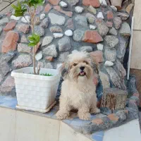 سگ نژاد شیتزو