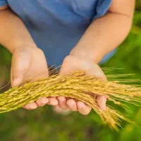 برنج شمال هاشمی شیرودی ندا فجر