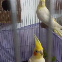 جفت عروس هلندی