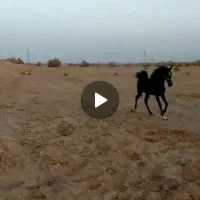 اسب|اسباب و اثاث بچه|کوهدشت, |دیوار