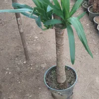 فروش یوکا با کیفیت|گل و گیاه طبیعی|عباس‌آباد, |دیوار