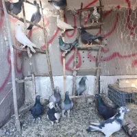 کفتر|پرنده|تاکستان, |دیوار