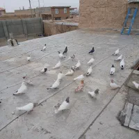 کبوتر کله دار سینه سرخ دم سیاه|پرنده|کبودرآهنگ, |دیوار