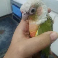 طوطی