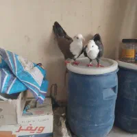 فروش کبوتر|پرنده|شیراز, پارک آزادی|دیوار
