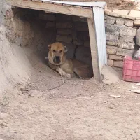 سگ گمشده