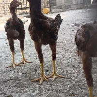 مرغ لاری .جوجه لاری .لاری .جوجه .خروس لاری|حیوانات مزرعه|قزوین, |دیوار