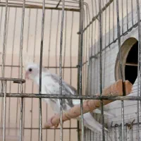 عروس هلندی|پرنده|بناب, |دیوار