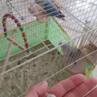 یک جف طوطی برزیلی مولد به همراه یک جوجه ۳ ماهه