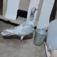 کبوتر سار|پرنده|شیروان (خراسان), |دیوار