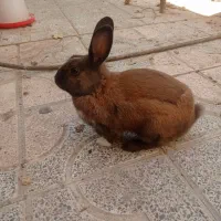 خرگوش