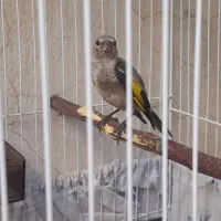 جوجه سهره نر|پرنده|مشهد, جلالیه|دیوار
