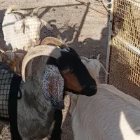 ۵بز درجه یک|حیوانات مزرعه|خوسف, |دیوار