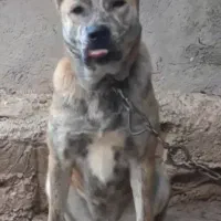 سگ ماده افغان