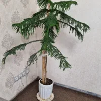 گل طبیعی