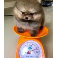 سگ پامر78روزه بسیار خاص وبی نظیر بمب مو تیکاپ|سگ|مشهد, وکیل‌آباد|دیوار