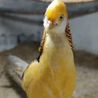 خروس زینتی طاووس