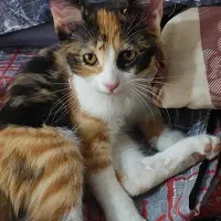 واگذاری گربه