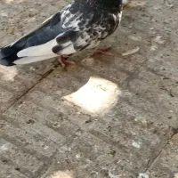 سه تا بهبونی|پرنده|شیراز, عادل آباد|دیوار