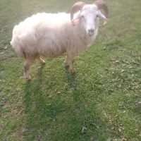 گوسفند نر محلی جنس تالشی