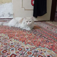 گربه ی نر رایگانه|گربه|اهواز, عین ۲|دیوار