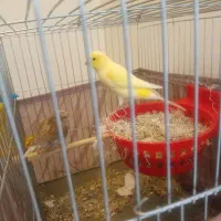 قناری نر ماده