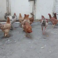 مرغ و خروس برهما و لاری  یکساله|حیوانات مزرعه|پاکدشت, خاتون آباد|دیوار