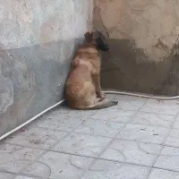 سگ نگهبان