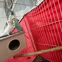 پرنده مرغ عشق با قفس اماده تخم