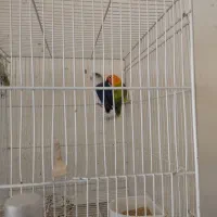 3جفت کوتوله اوپلاین