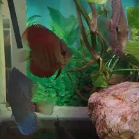 ماهی دیسکس ۳ عدد|ماهی|تهران, مهرآباد|دیوار