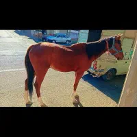 اسب نریان|اسب و تجهیزات اسبسواری|رامند, |دیوار