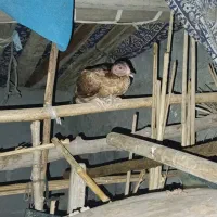 مرغ لاری|حیوانات مزرعه|بیکاه, |دیوار