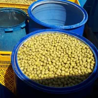 کارگاه فراوری و پخش زیتون|عمدهفروشی|تاکستان, |دیوار