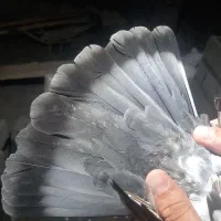 کبوتر غریبه