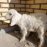 بزغاله|حیوانات مزرعه|بستان آباد, |دیوار