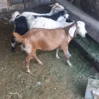 کهره چاق قیمت ۳۳۰