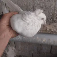 کبوتر سفید دم مشکی کاکلی پاپر|پرنده|اصفهان, جوزدان الیادران|دیوار