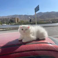واگذاری رایگان گربه اسکاتیش لانگ هیر