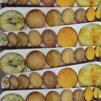 دف خانقاهی|سازهای سنتی|سنندج, |دیوار