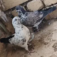 کفتر|پرنده|برخوار, |دیوار